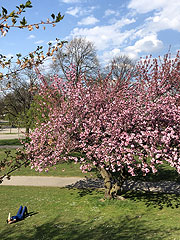 Kirschbüten im Olympiapark (Foto: Martin Schmitz)